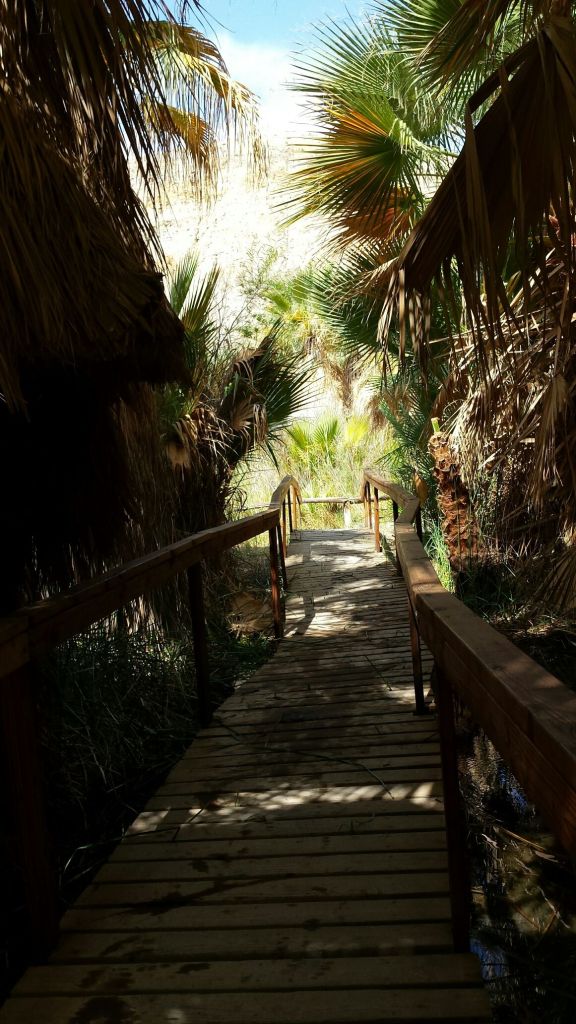 bridge path 1000 palms oasis